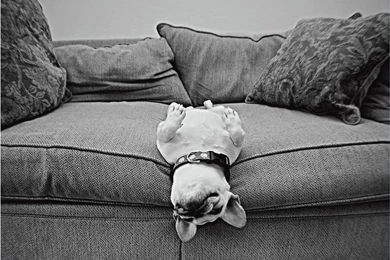 French Bulldog Theme For Windows 7