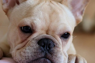 French Bulldog Face Photo And Wallpaper. Beautiful French Bulldog ...