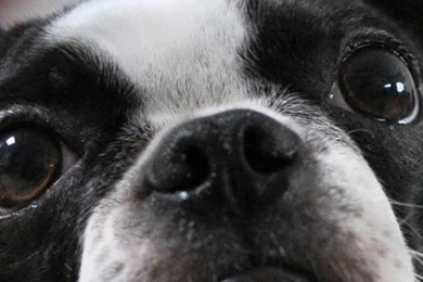 Download Wallpapers 640x1136 French Bulldog, Muzzle, Eyes, Ears ...