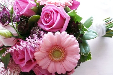 Pink Rose Flower Wallpapers   Wallpapers Cave