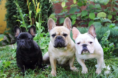 French Bulldog Dog Puppy Wallpapers