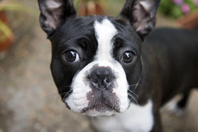 French Bulldog Wallpapers