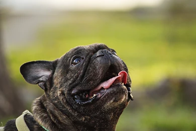 French Bulldog Computer Wallpapers, Desktop Backgrounds ...