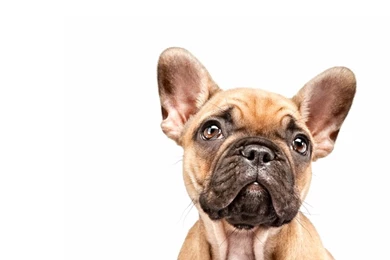 Cool Animals, Download Dog Wallpapers, Free Images, Dog Claws, Dog ...