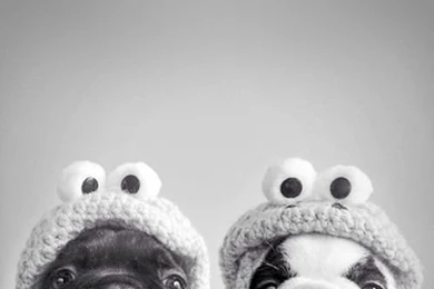 Cute French Bulldogs Iphone Wallpaper Backgrounds Phone Lock Screen ...