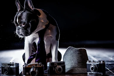 Animals Dogs Cameras French Bulldog Wallpapers