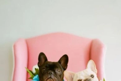 Cute French Bulldogs Bows Pink Iphone Wallpaper Backgrounds Phone ...