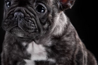 iPhone 6 French Bulldog Wallpapers HD, Desktop Backgrounds 750x1334