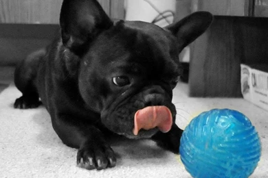 French Bulldog Photos And Wallpapers. The Beautiful French Bulldog ...