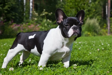 French Bulldog Wallpapers