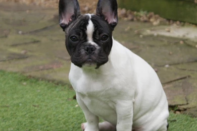 Boston Terrier Vs French Bulldog   Wallpaper.