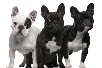 French Bulldog 80 Desktop Wallpapers   DogBreedsWallpapers.com