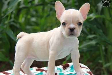 Teacup French Bulldog Wallpapers Teacup French Bulldog Puppies ...
