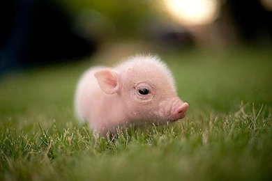 Christina Ricci Wednesday Addams   Wallpaper.