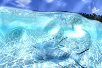 Live Wallpapers And Screensavers For PC