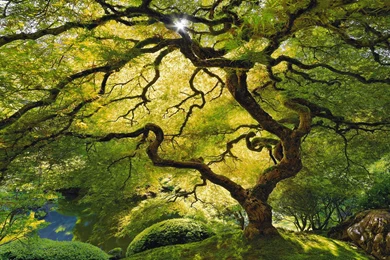 40 HD Tree Wallpapers/Backgrounds For Free Download