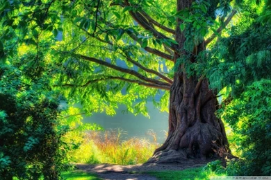 Beautiful Tree HD Desktop Wallpapers : High Definition : Fullscreen ...