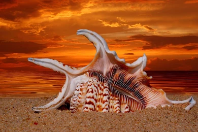 Wallpapers Wonderful Shell In Sunset Beach   1920 X 1200   Nature ...