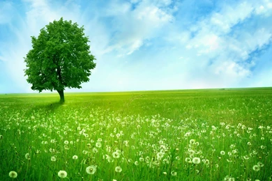 High Resolution Tree Desktop Wallpapers HD Full Size ...