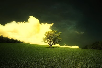 Awesome Beautiful Fir Tree HD Wallpapers Free Download