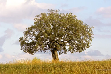 Tree Wallpapers Downloads 4178   Amazing Wallpaperz