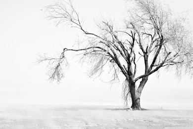 Dry Tree HD Desktop Wallpapers : High Definition : Fullscreen : Mobile