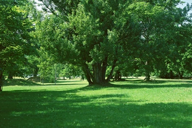 Tree Wallpapers In HD, Free Tree Wallpapers