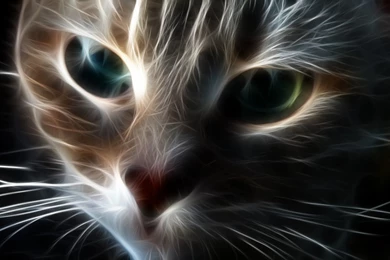 Cat Hd Wallpapers