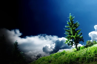 Beautiful Tree Wallpapers