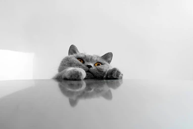 Animals Archives   Page 12 Of 82   WideWallpaper.info