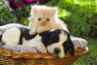 Puppy And Kitten   Wallpaper.
