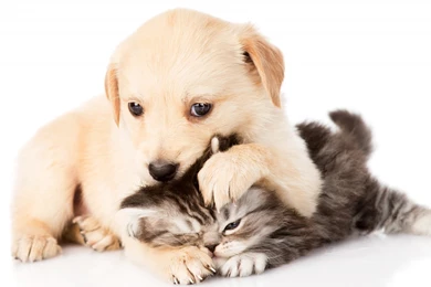 Animal Wallpaper: Puppies And Kittens Photo Wallpapers For Desktop ...