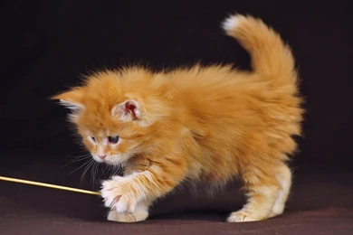 Kitten Wallpapers Cat Cute Kittens And Puppies And Bunnies ...