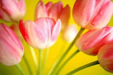 Flowers Wallpapers Best Hd Wallpapers Free Quality Wallpapers ...