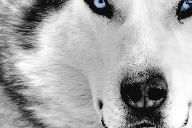 Mystic Wolf 1280 960 Fullscreen Wolves Let Get