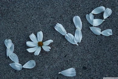 Love Message HD Desktop Wallpapers : High Definition : Fullscreen ...