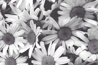 Iphone Wallpapers Black And White Mono Sunflower