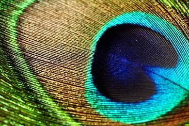 Feathers HD Wallpapers   HD Wallpaper Backgrounds Of Your Choice