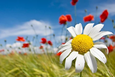 Beautiful Hd Wallpapers