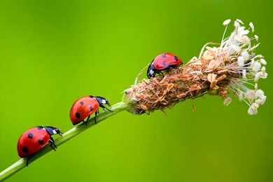 Cuegyo: Bugs Hd Wallpapers, Bugs Hd Wallpapers