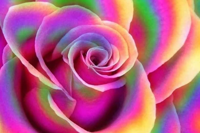 Top HD Rainbow Rose Wallpapers