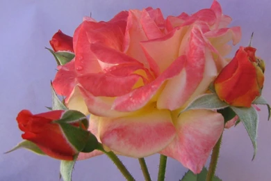 Colorful Roses Wallpapers