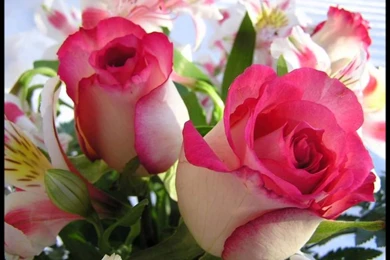 Love Flower Wallpapers – Daily Backgrounds In HD