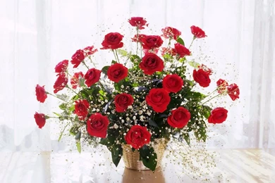 Red Rose Flowers Love Wallpapers – HD Wallpapers Free Download