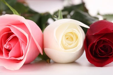 Tri color Roses Wallpapers, Rose Flower Images, Rose Pictures And ...
