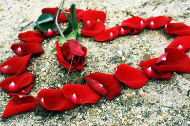 Rose Love Wallpapers