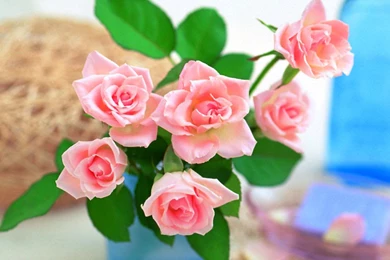 Download Love Rose Wallpapers 1024x768