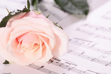 A Fresh Pink Roses Love Song Wallpaper, Rose Flower Images, Rose ...