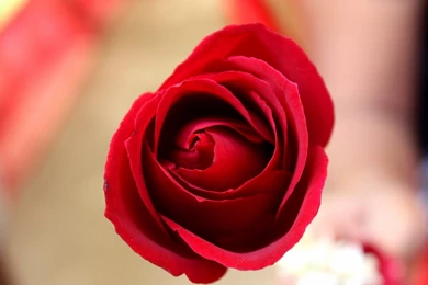 Red Rose Love Wallpapers