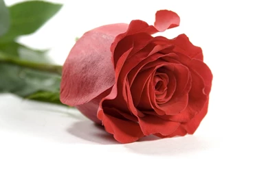 Rose Love Wallpapers